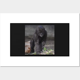 Western Lowland Gorilla Posters and Art